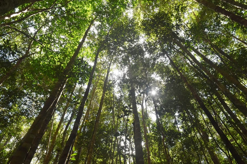 Ilustrasi Hutan