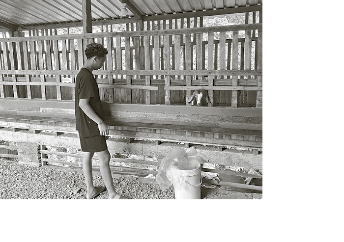AKUI ADA PENURUNAN: Salah satu pengurus Goat Shelter, tempat penggemukan kambing di Desa Dilem, Kecamatan Kepanjen hendak memberi pakan hewan ternaknya, kemarin.