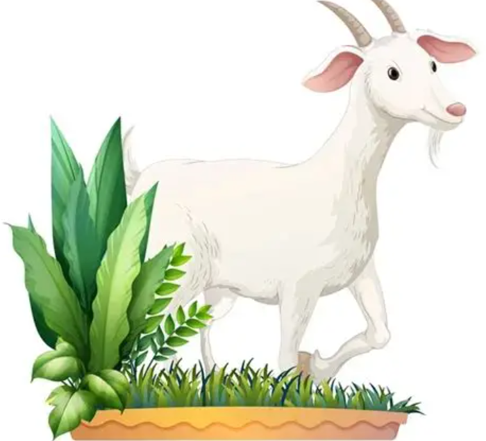 Ilustrasi Kambing