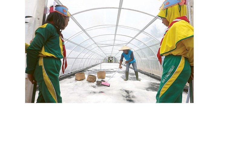 PANEN: Seorang petani memanen garam tunnel di Desa Gajahrejo, Gedangan beberapa waktu lalu. Selain di Gedangan, juga terdapat garam tunnel di Modangan, Kecamatan Donomulyo.