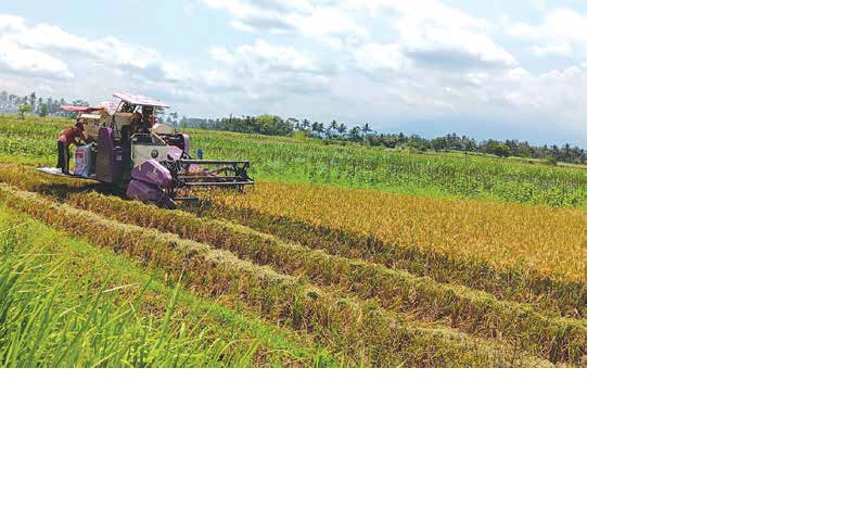 GENJOT PRODUKSI: Petani di Desa Sumberjaya, Kecamatan Gondanglegi memanen padi menggunakan alat berat.