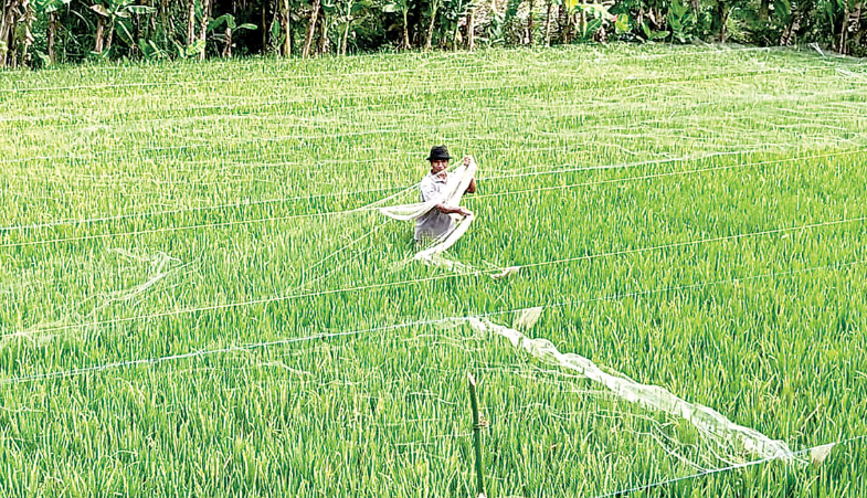 Petani di Desa Sidomulyo, Kecamatan Jabung memasang jaring perangkap burung karena di kawasan tersebut belum ada rumah burung hantu. (Indah Mei Yunita/Radar Kanjuruhan)