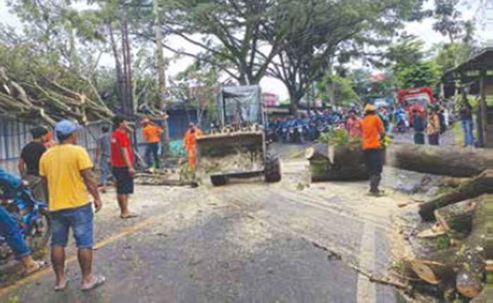 HARUS BERHATI-HATI: Petugas BPBD Kabupaten Malang membersihkan batang pohon yang roboh akibat cuaca ekstrem di Jalan Raya Malang-Lumajang, Desa Pamotan, Kecamatan Dampit, kemarin.
