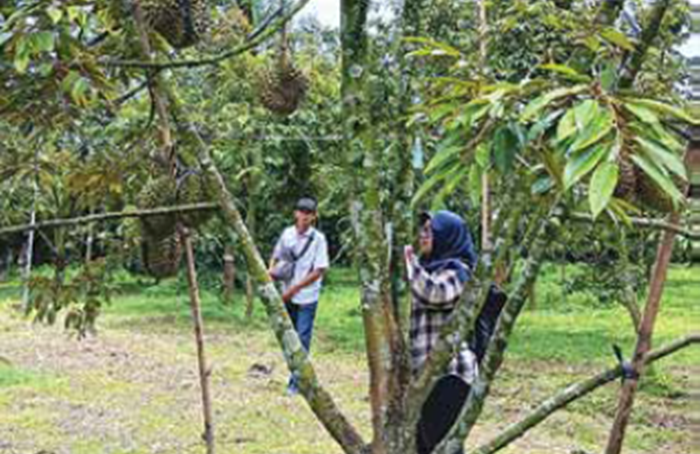 KOMODITAS UNGGULAN: Seorang petani merawat pohon durian di Desa Sudimoro, Kecamatan Bululawang.