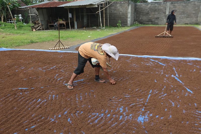 PASOK INDUSTRI ROKOK: Seorang petani menjemur tembakau di Tajinan, Kabupaten Malang. Mereka turut andil dalam mendongkrak pendapatan pemerintah dari sektor cukai.