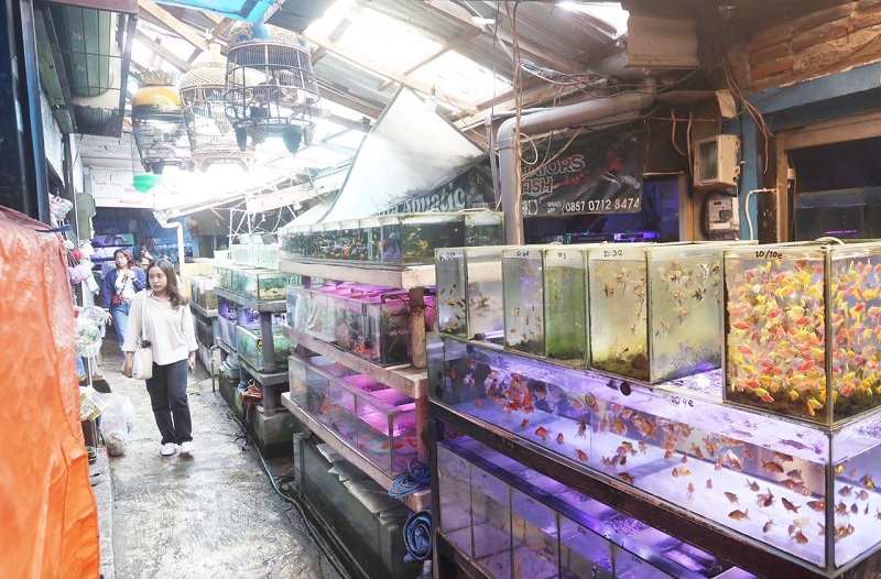 DIJADIKAN PASAR SENGGOL: Pasar burung dan ikan di kawasan Splendid bakal ditata kembali. Kawasan itu bakal menjadi titik khusus penempatan PKL liar yang biasa mangkal di Alun-Alun Merdeka.
