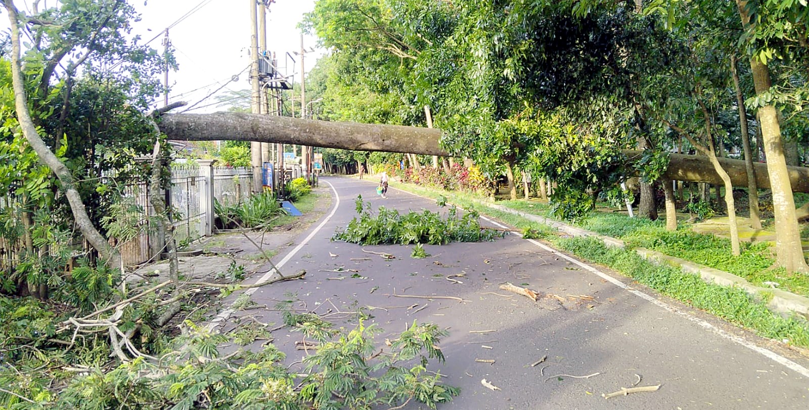 BANYAK TITIK: Pohon yang tumbang di Jalan Jakarta, Klojen menimpa kabel dan pagar salah satu rumah warga, kemarin pagi.&nbsp;(BPBD Kota Malang for Radar Malang)
