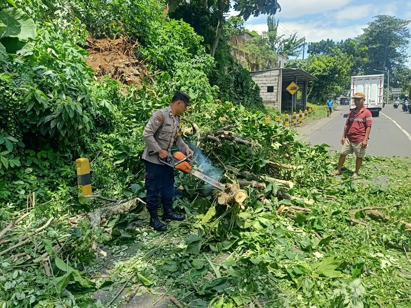 CUA CA EKSTRE M: Personel Polsek Pakisaji memotong pohon yang tumbang di Jalan Raya Kendalpayak, Kecamatan Pakisaji, Sabtu (24/1).