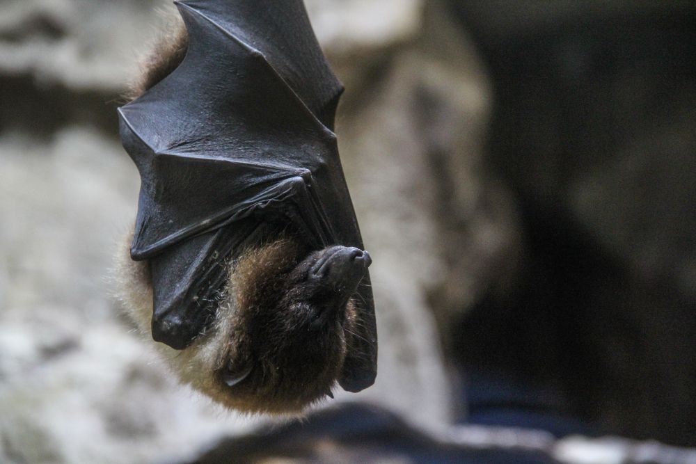 VIRUS NIPAH: Waspada virus mematikan yang masih belum ditemukan vaksin dan obatnya. (Freepik)