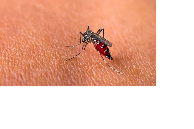 Ilustrasi Demam Berdarah Dengue