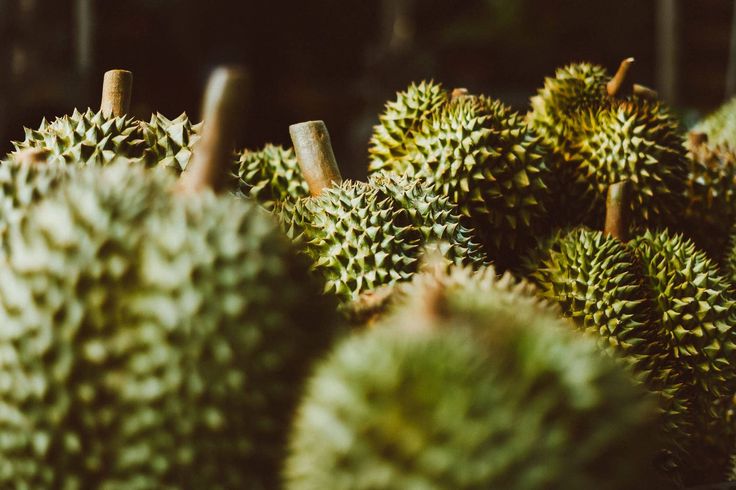 KULINER LEGIT: Ilustrasi deretan durian yang dipajang siap memanjakan lidah para pelancong dengan aroma khasnya yang kuat. (Pinterest)