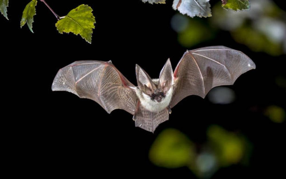 WASPADA VIRUS NIPAH: Kemenkes menghimbau pada masyarakat Indonesia untuk mengecek kondisi buah yang dimakan sebagai bentuk antisipasi penyebaran virus nipah melalui kelelawar. (iStock)