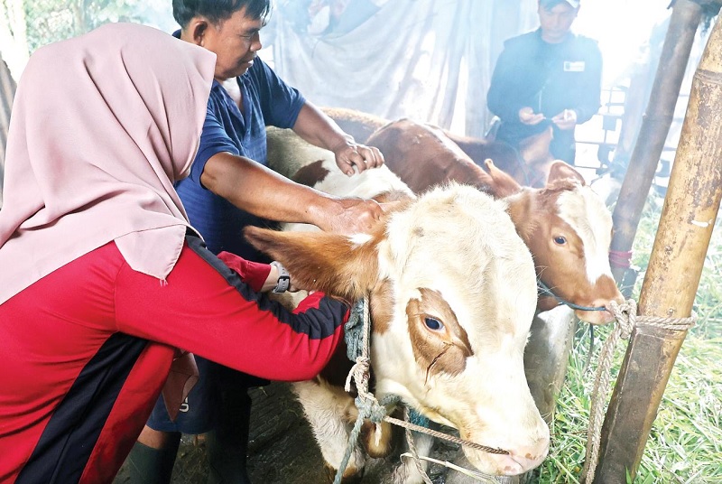 PENCEGAHAN: Petugas Dispangtan Kota Malang menyuntikkan vaksin ke sapi agar terhindar dari ancaman virus PMK kemarin (5/2).