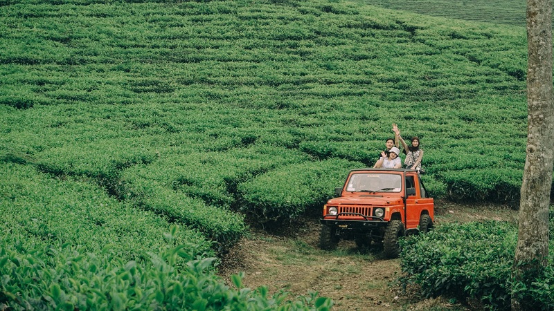 Agrowisata Kebun Teh Wonosari Bakal Tambah Spot Foto dan Wahana Ramah Keluarga