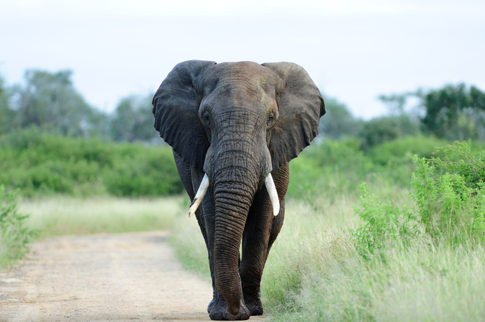 Ilustrasi gajah (freepik).
