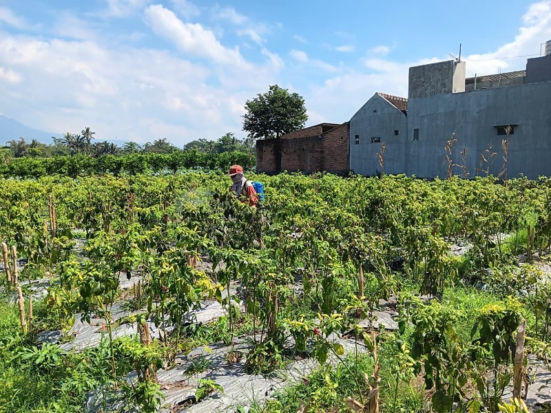 STOK MENIPIS: Petani cabai di Desa Bocek, Kecamatan Karangploso tengah melakukan perawatan, beberapa waktu lalu.