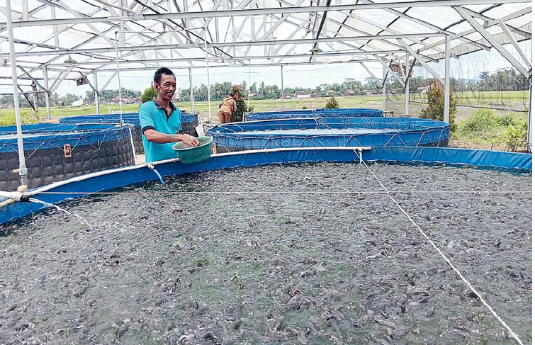 Sentra budi daya lele di Desa Ngebruk, Kecamatan Sumberpucung jadi salah satu penyumbang angka produksi tahunan dari Kabupaten Malang. (Indah Mei Yunita)