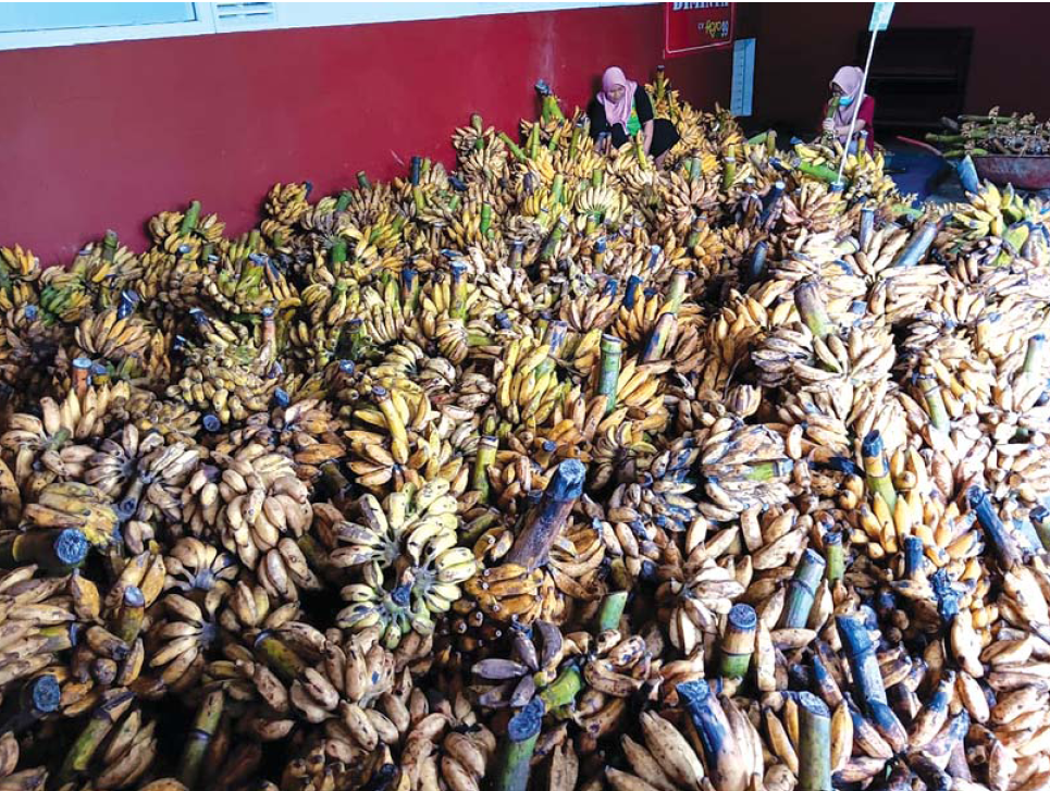 UMKM pengolahan pisang di Desa Karangrejo, Kecamatan Kromengan jadi salah satu target Pemkab Malang untuk program penerbitan merek gratis.  (Indah Mei Yunita)