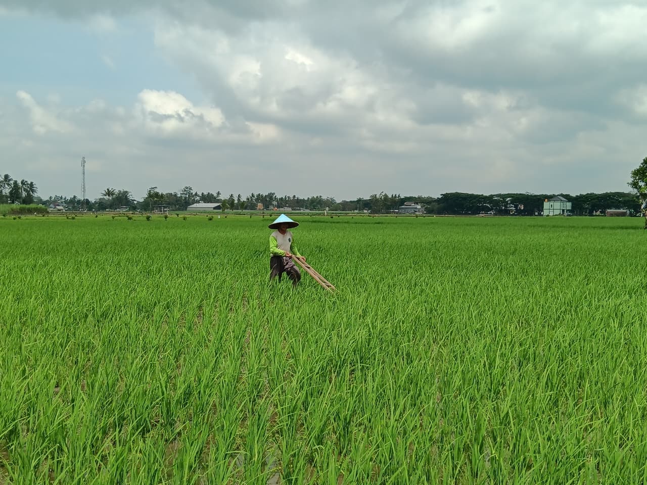 DA PAT ALOKASI: Petani di Desa Mojosari, Kecamatan Kepanjen mengecek tanamannya, beberapa waktu lalu.