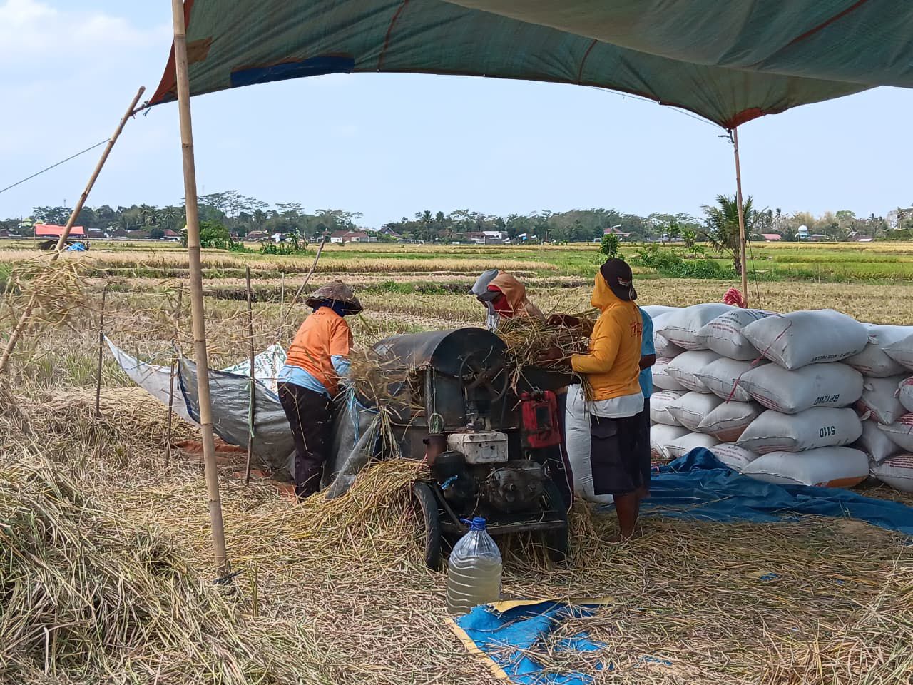 DAPAT JATAH: Petani di Desa Ngebruk, Kecamatan Sumberpucung memanen padi-padinya secara manual, beberapa waktu lalu.  
