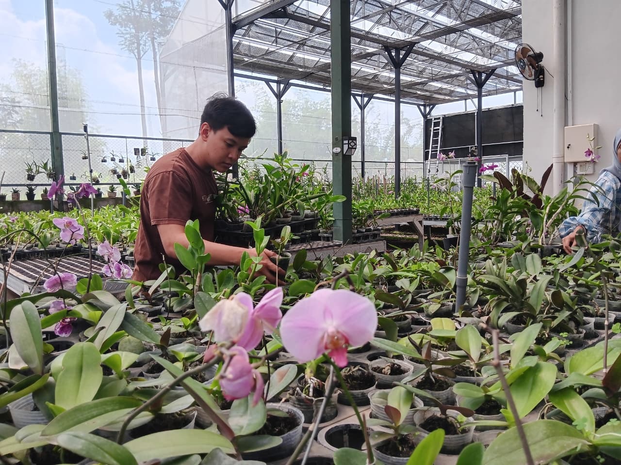 PERMINTAAN NAIK: Pembudidaya anggrek di Desa Ardimulyo, Singosari merawat tanaman miliknya di greenhouse kemarin. (Indah Mei Yunita/Radar Kanjuruhan) 