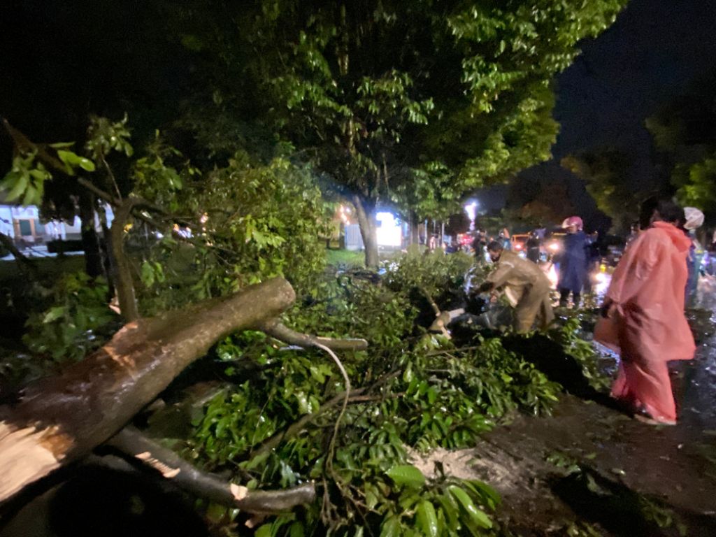 BENCANA: Salah satu pohon trembesi yang tumbang akibat diterjang angin kencang di Kota Batu (4/3).