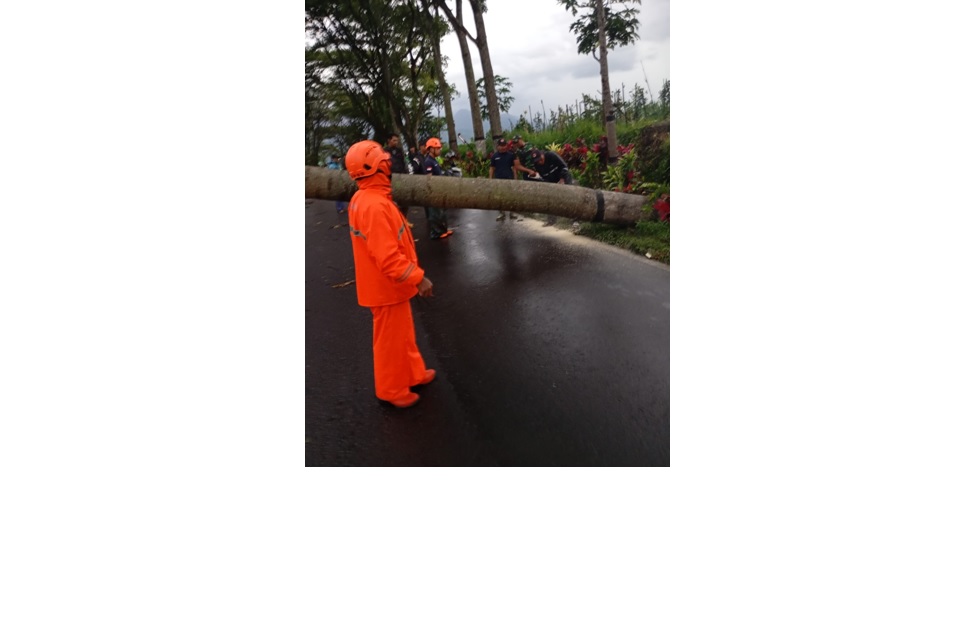 GERAK CEPAT: Personel BPBD Kabupaten Malang mengevakuasi pohon tumbang yang menutupi ruas jalan pada Selasa malam (3/3).