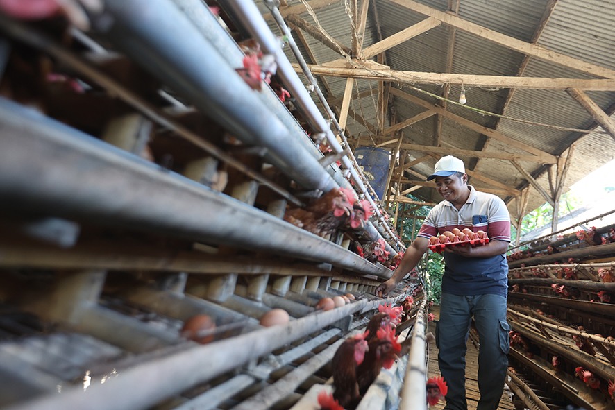 PERMINTAAN TINGGI: Peternak ayam petelur di Kelurahan Wonokoyo Kota Malang sedang mengambil telur di kandangnya, kemarin.