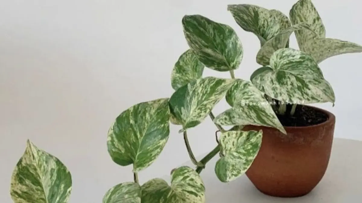 Berbagai jenis sirih gading dengan corak daun yang unik cocok dijadikan dekorasi rumah. (Pinterest)