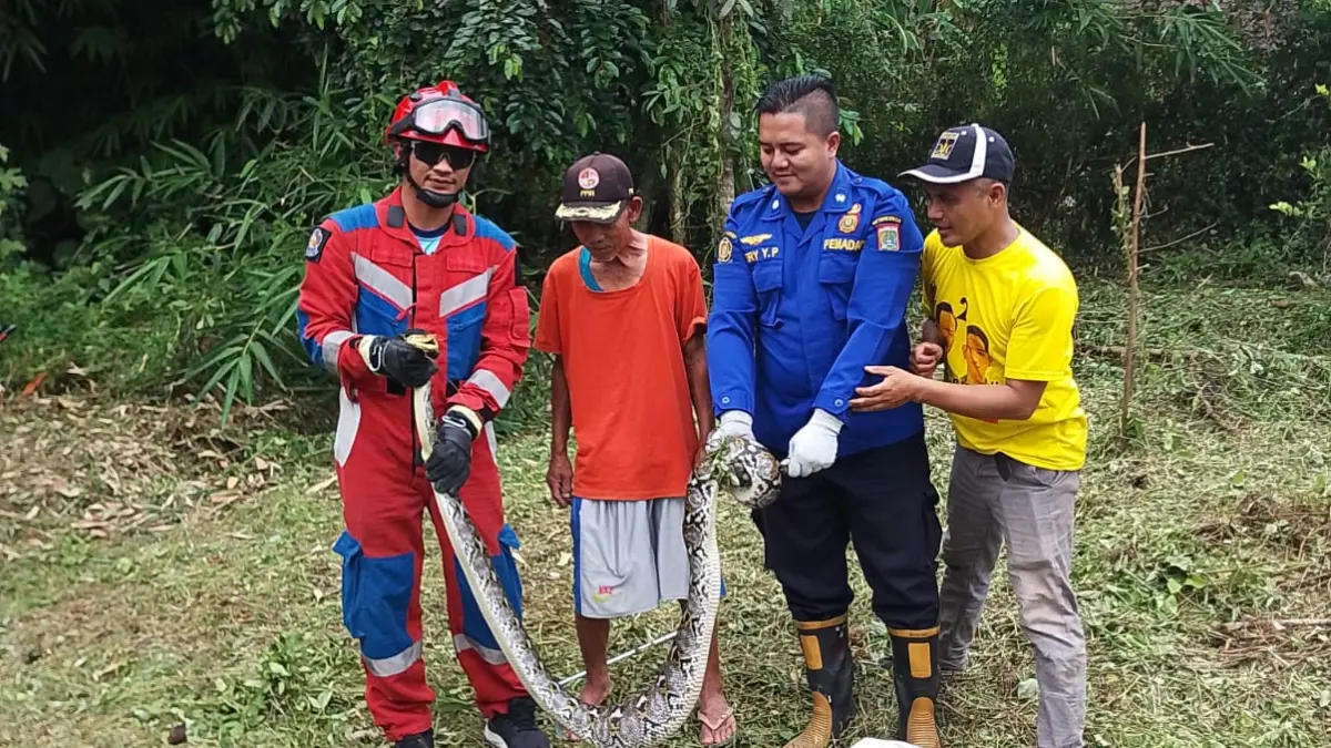 SIGAP: Personel Damkar Kabupaten Malang berhasil mengevakuasi
ular piton yang meresahkan warga