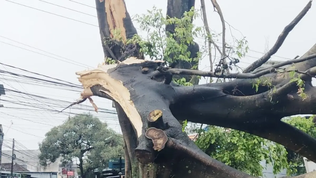 Kondisi pohon beringin yang patah di Merjosari. (BPBD Kota Malang)