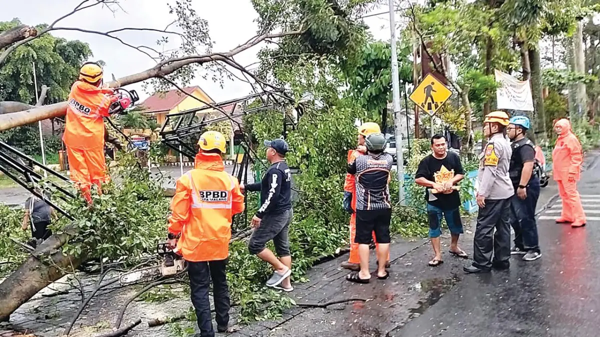 HITUNG KERUGIAN MATERIIL: Petugas dari BPBD Kota Malang dibantu relawan berupaya mengevakuasi batang dan cabang
pohon beringin yang tumbang, kemarin. Foto atas, lapuknya batang pohon diduga kuat jadi penyebabnya.