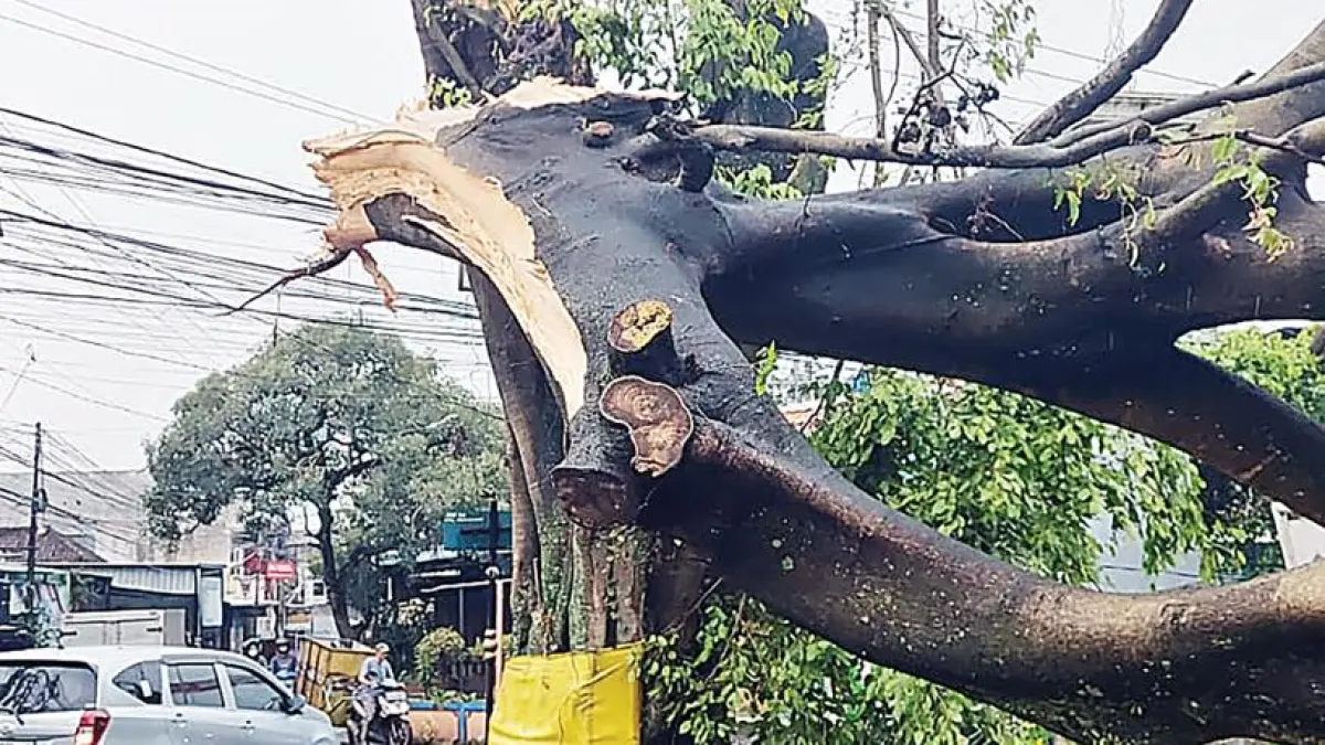 HITUNG KERUGIAN MATERIIL: Petugas dari BPBD Kota Malang dibantu relawan berupaya mengevakuasi batang dan cabang
pohon beringin yang tumbang, kemarin. Foto atas, lapuknya batang pohon diduga kuat jadi penyebabnya.