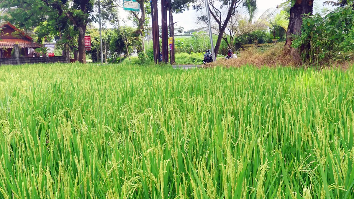 TERGANTUNG LUASAN: Pemilik lahan sawah di Jalan Mayjen Sungkono, Kelurahan Buring, Kedungkandang bisa mendapat diskon PBB dari Pemkot Malang. (Darmono / Radar Malang)