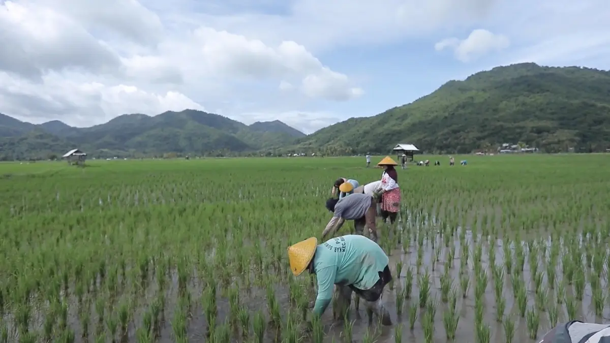 Sejumlah petani di Desa Manemeng bergotong royong menanam padi. (BRI)