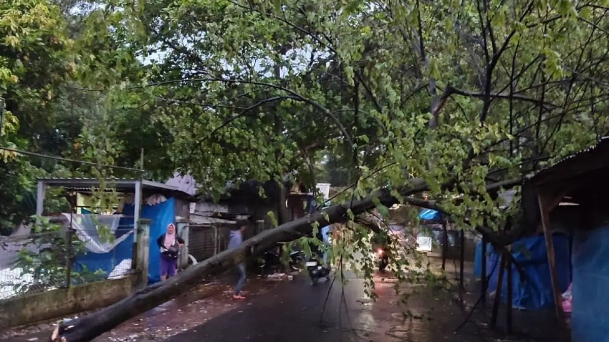SEMPAT BIKIN MACET: Salah satu pohon di Jalan Brawijaya (Splendid) tumbang pada Senin sore (30/3). Pohon tumbang juga dilaporkan dari dua lokasi lain. (BPBD Kota Malang For Radar Malang)