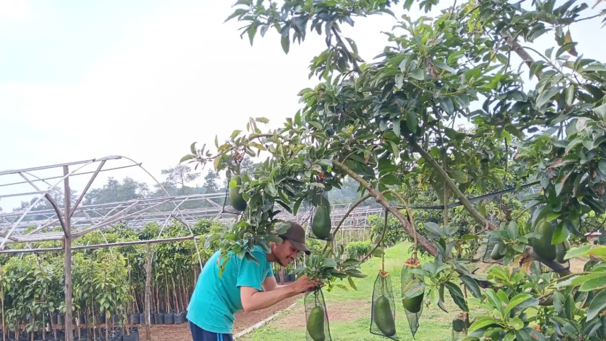UNGGULAN: Petani di Desa Ketindan, Kecamatan Lawang memeriksa buah alpukat sebelum dipanen.