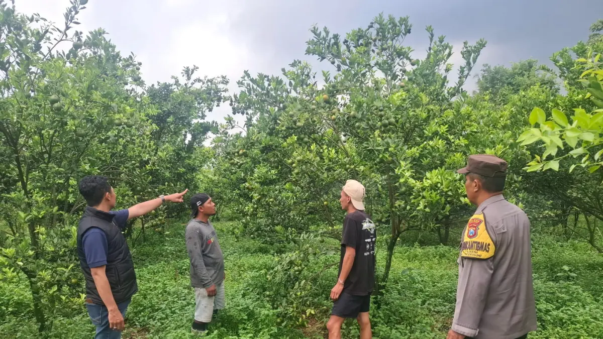 Polisi meminta keterangan warga untuk menjelaskan kronologi pencurian jeruk di Poncokusumo. (Polres Malang)