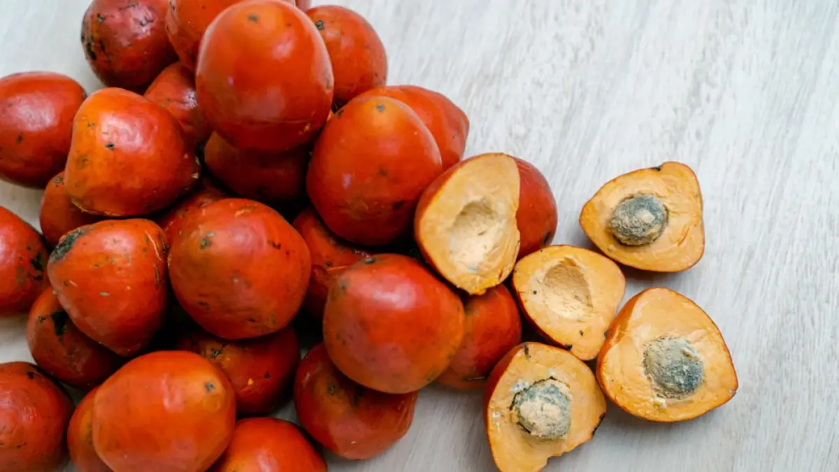 Illustrasi buah kelapa sawit. (freepik)