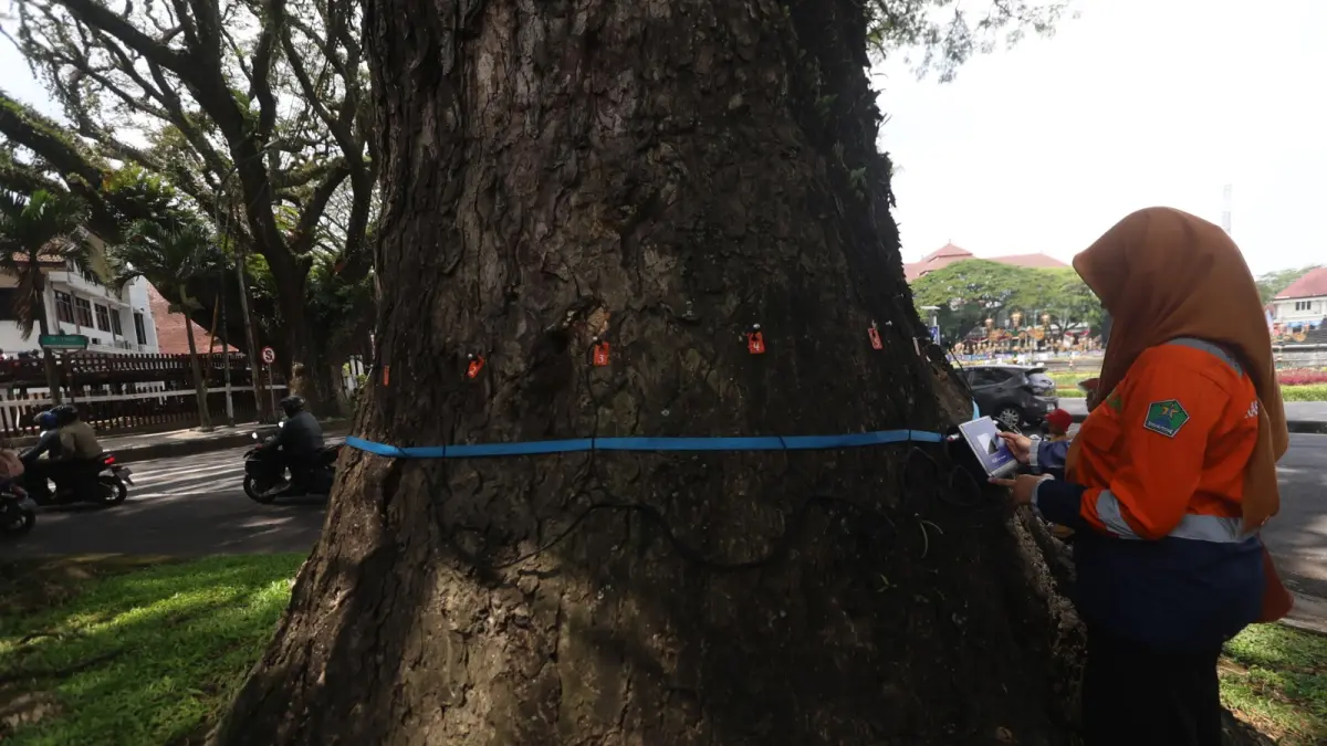 LAKUKAN ANTISIPASI: Petugas DLH Kota Malang melakukan pemeriksaan pohon di sekitar Balai Kota Malang menggunakan alat picus sonic tomograph, kemarin. (Foto:Darmono)