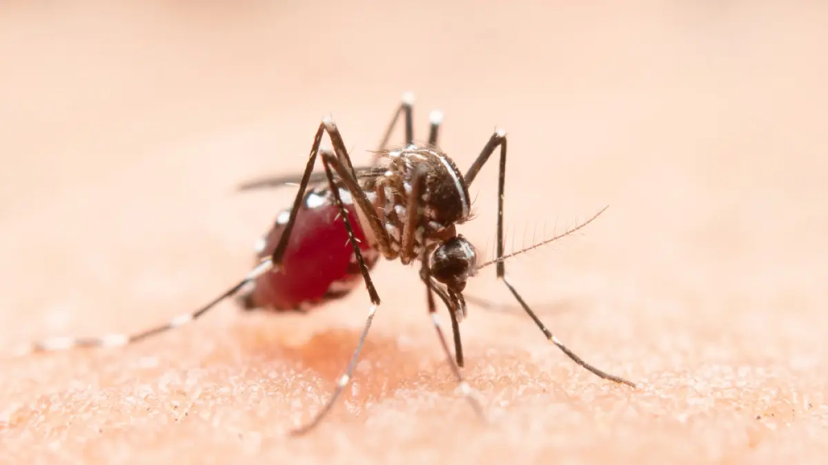 Potret nyamuk Aedes Aegypti. yang menularkan virus dengue. (Freepik).