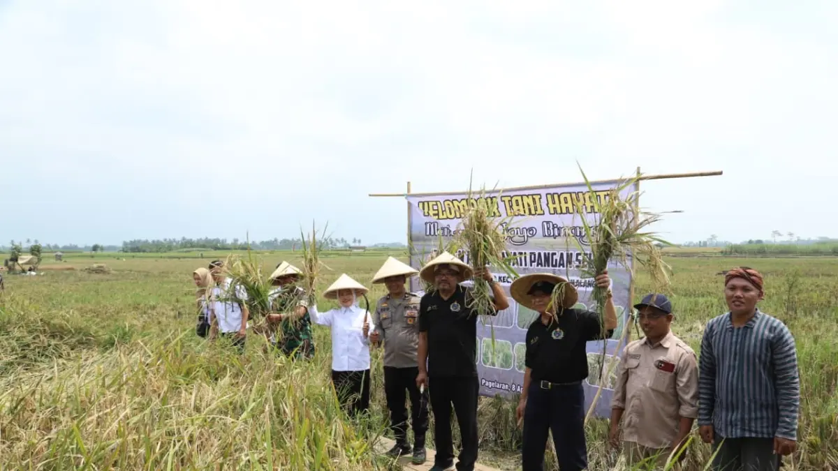 Wakil Bupati Malang Lathifah Shohib (empat dari kiri) memanen padi hayati di Pageralan, Kamis (9/4). (Indah Mei Yunita/Radar Malang)