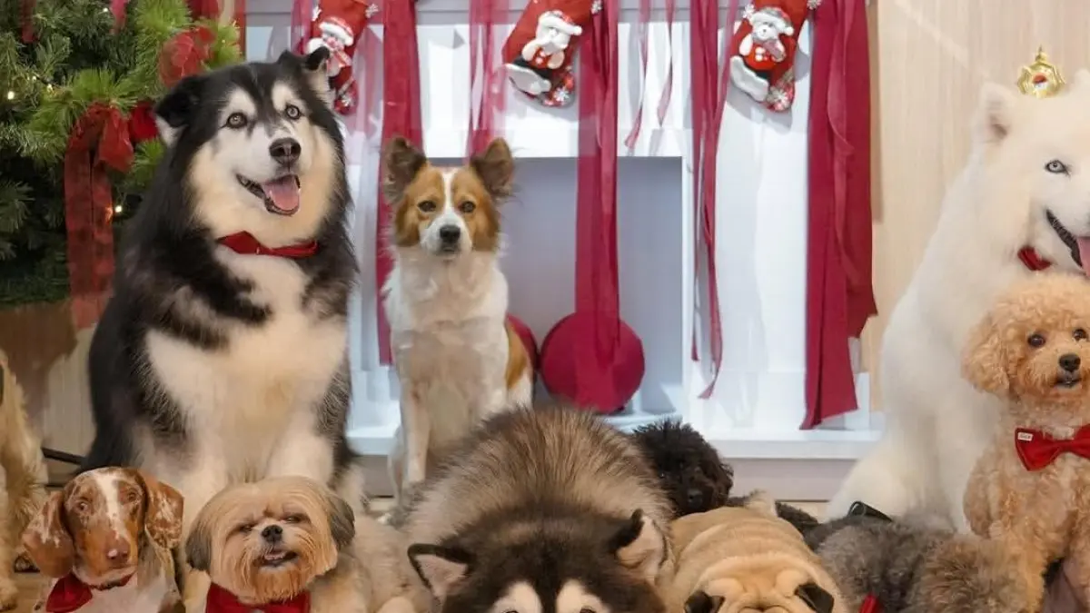 Kafe yang cocok untuk para pencinta anabul. (Instagram @pawvilliondogcafe)