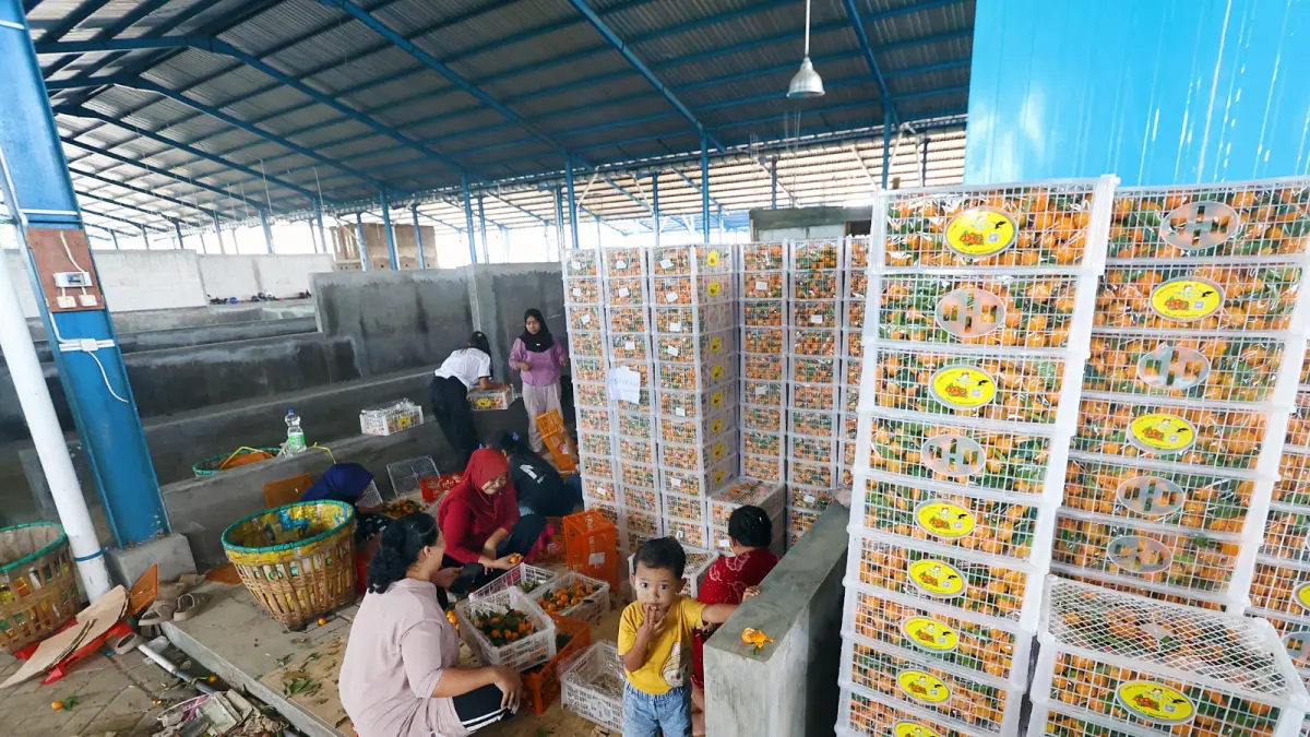 TERUS DIPANTAU: Salah satu pedagang buah di Pasar Induk Gadang mulai merapikan tempat jualan yang baru. Proses relokasi diharapkan tuntas pada akhir April. (Darmono / Radar Malang)