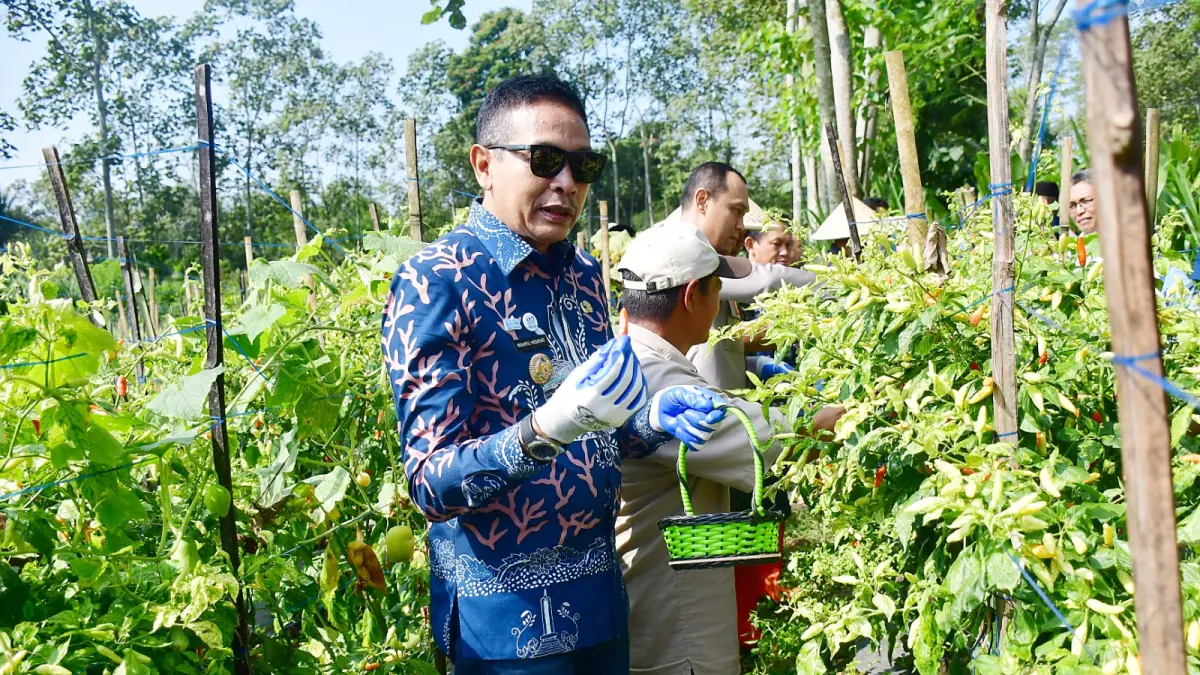 DAPATI PROBLEM: Wali Kota Malang Wahyu Hidayat ambil bagian dalam panen cabai bersama kelompok tani di Jalan KH Malik Dalam, Kedungkandang, kemarin. (DARMONO / RADAR MALANG)