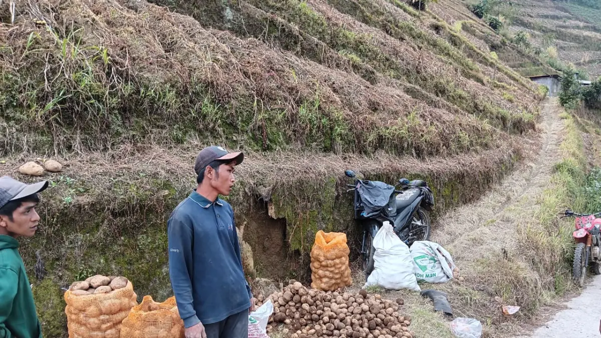 Petani kentang di Poncokusumo selesai melakukan panen, Rabu (22/4). (Indah Mei Yunita/Radar Malang)