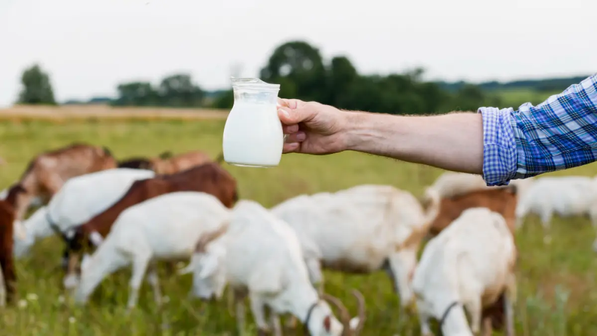Susu kambing kaya akan nutrisi yang sangat bermanfaat untuk kesehatan tubuh. (Freepik).