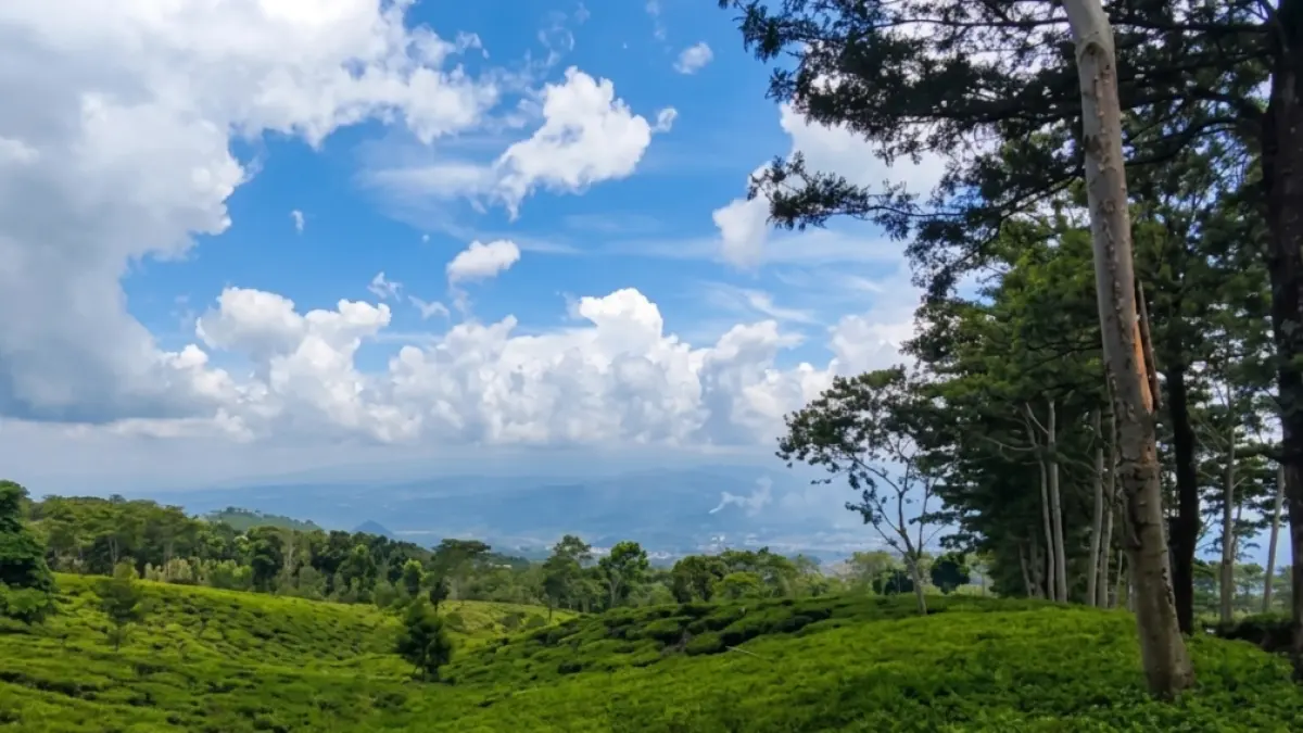 Kebun Teh Wonosari (Sumber: Youtube)