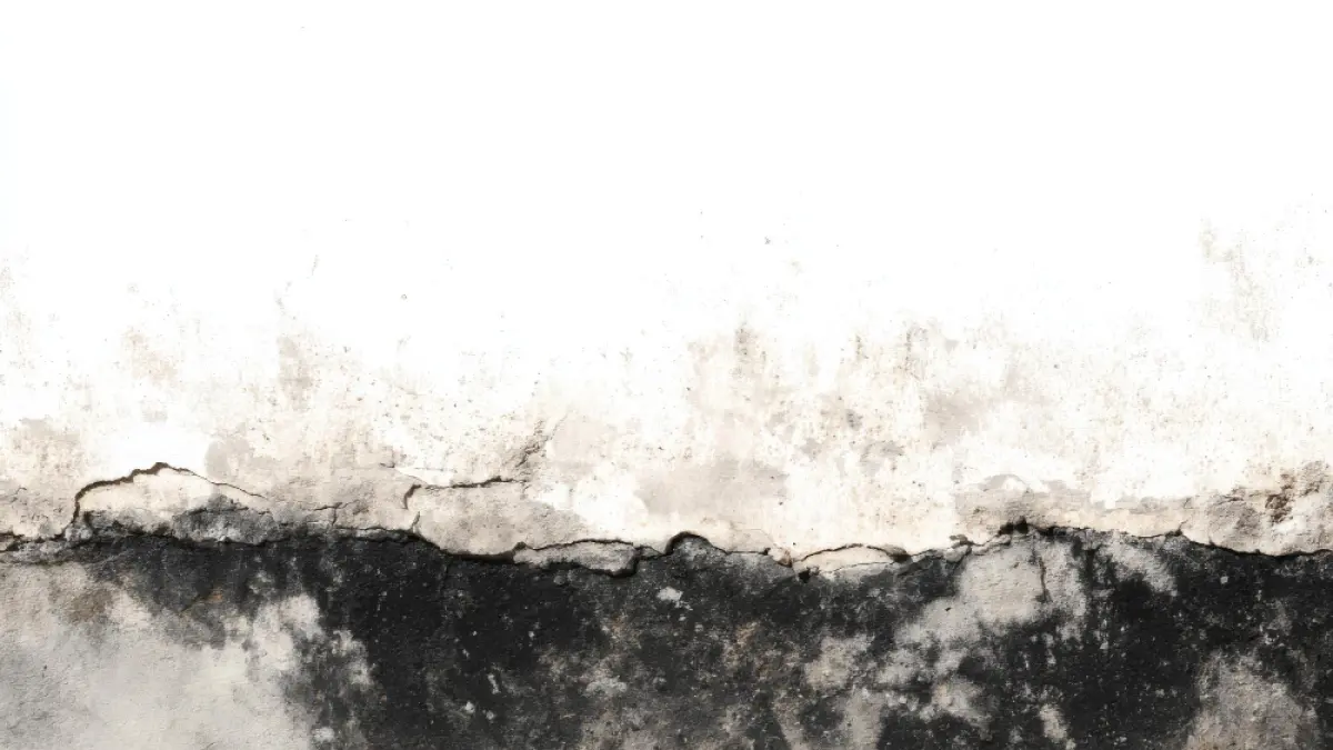 Ilustrasi black mold pada dinding. (Freepik).