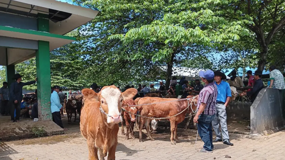 JELANG IDUL ADHA: Pedagang membawa sapi untuk dijual di pasar hewan Singosari beberapa waktu lalu.